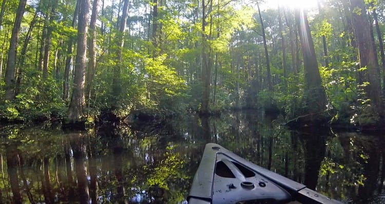 Robertson Millpond Preserve